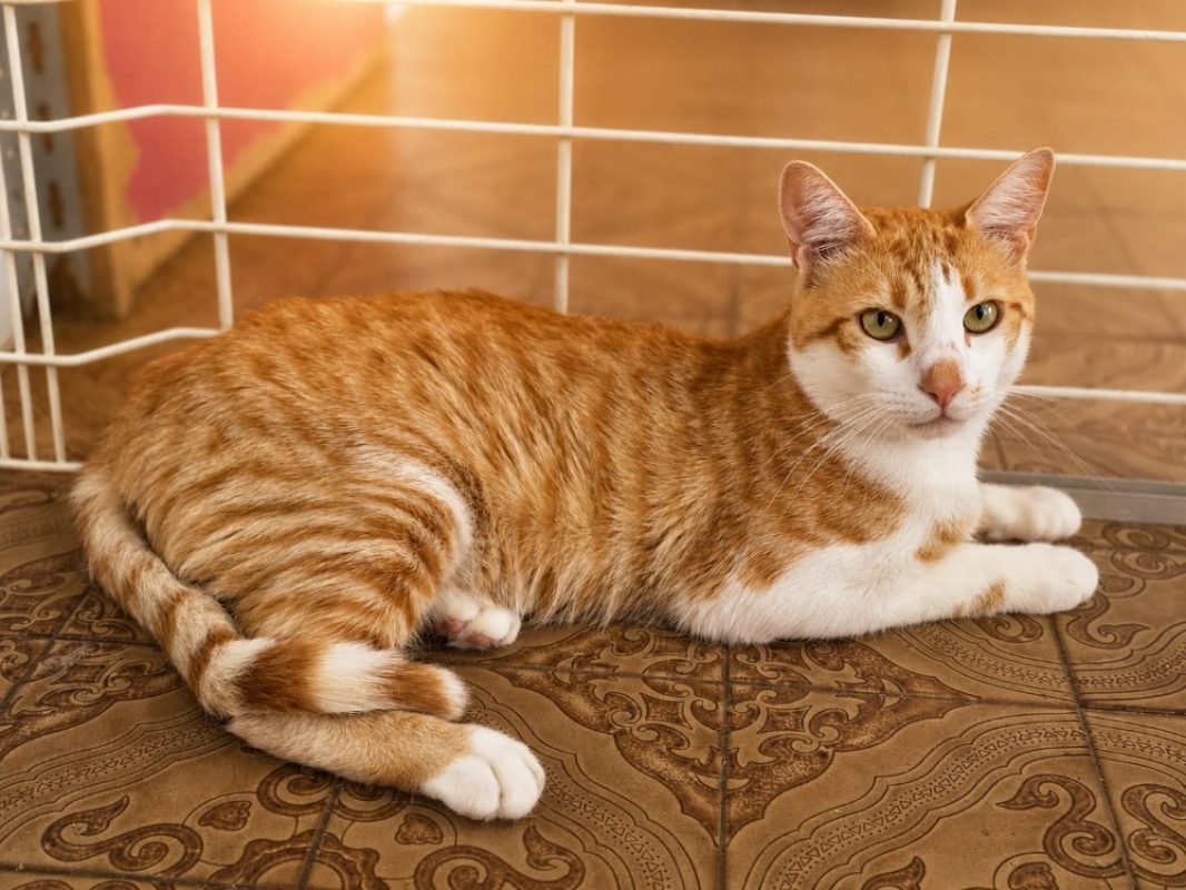 Oxbow - Chat Européen à adopter