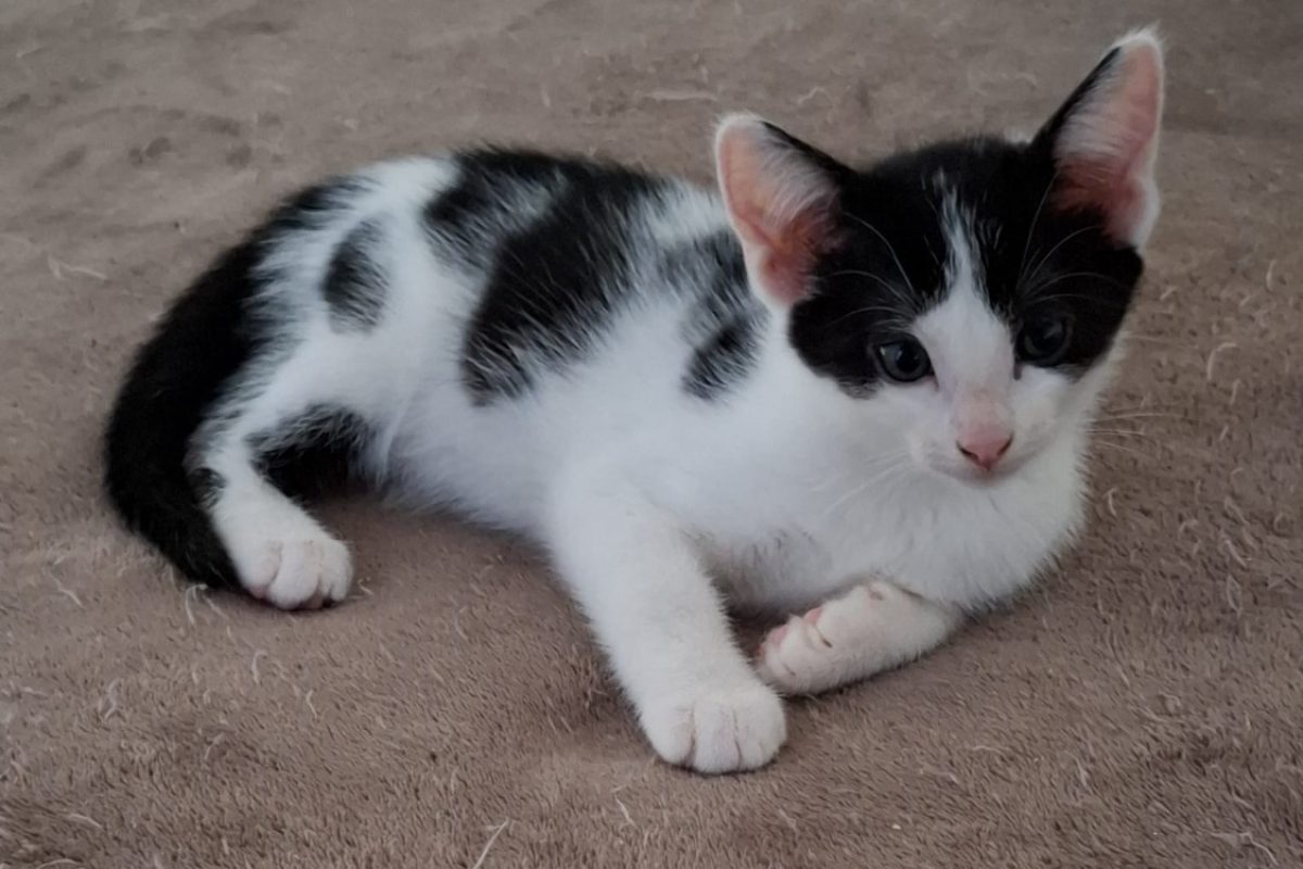 Vodada - Chat Européen à adopter