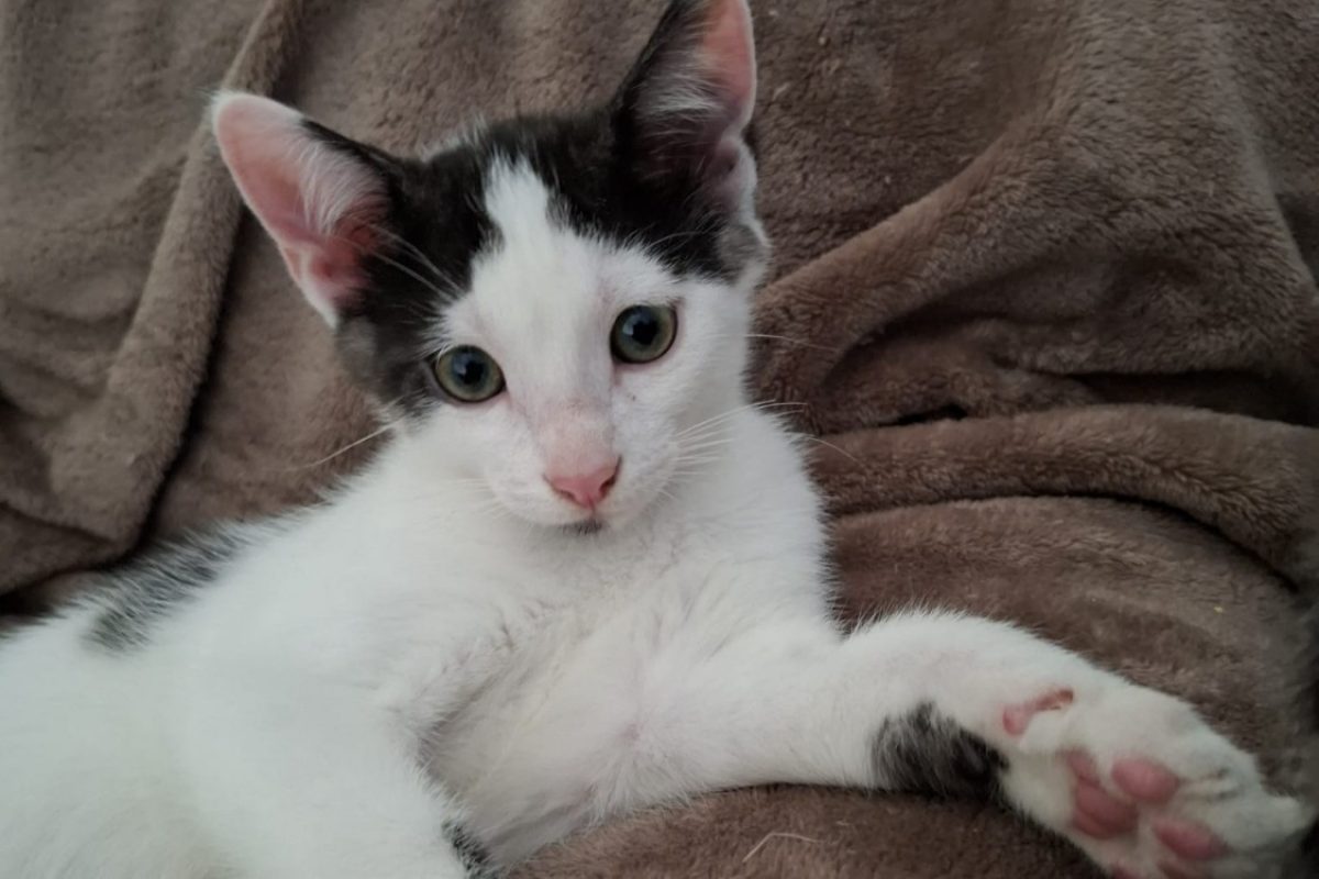 Sbagliu - Chat Européen à adopter