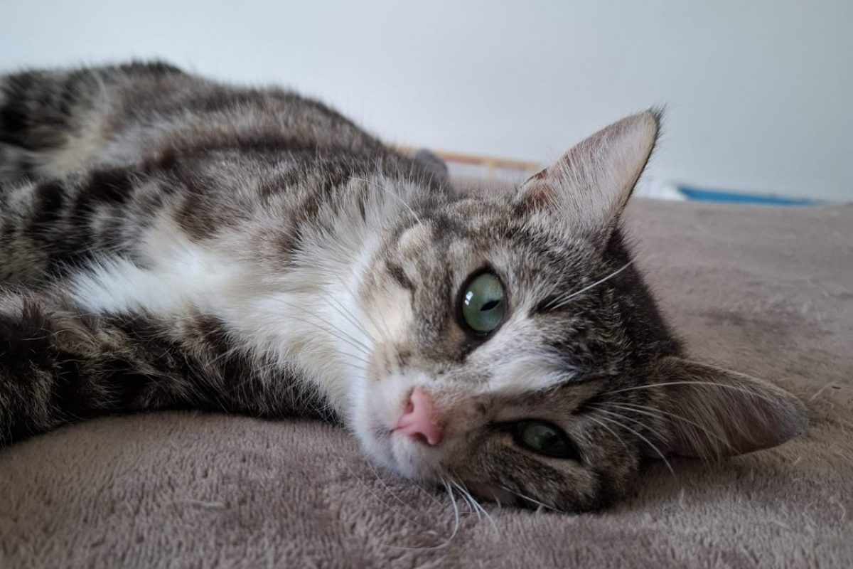 Pewka - Chat Européen à adopter