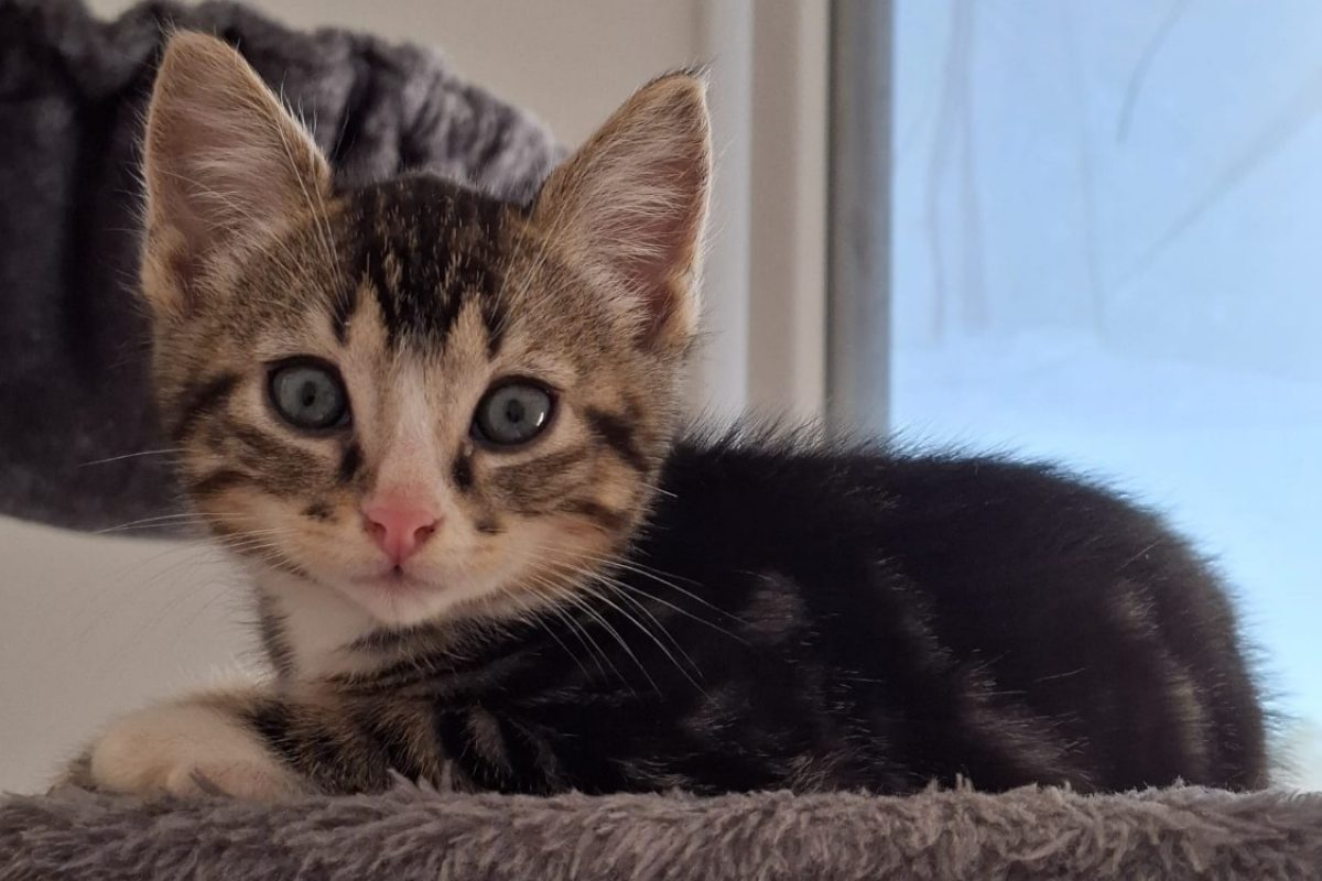 Ere - Chat Européen à adopter