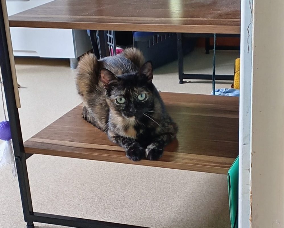 Urania - Chat Européen à adopter
