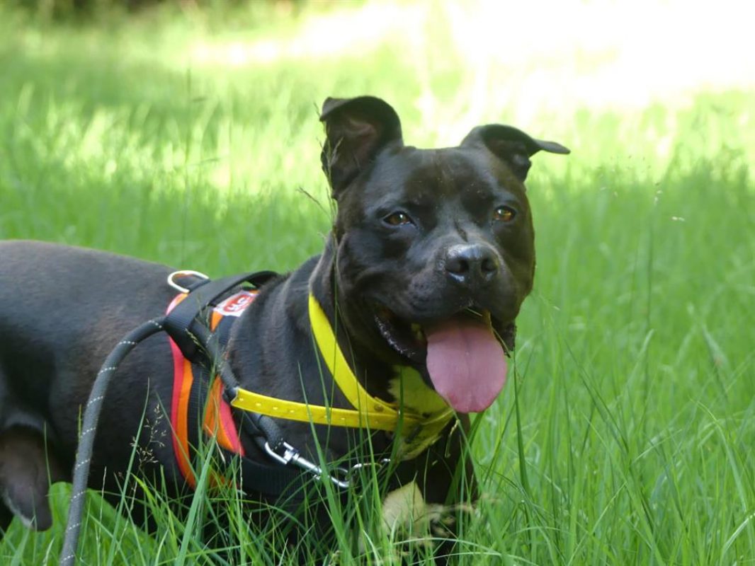 Snoop - Chien à adopter - photo 4