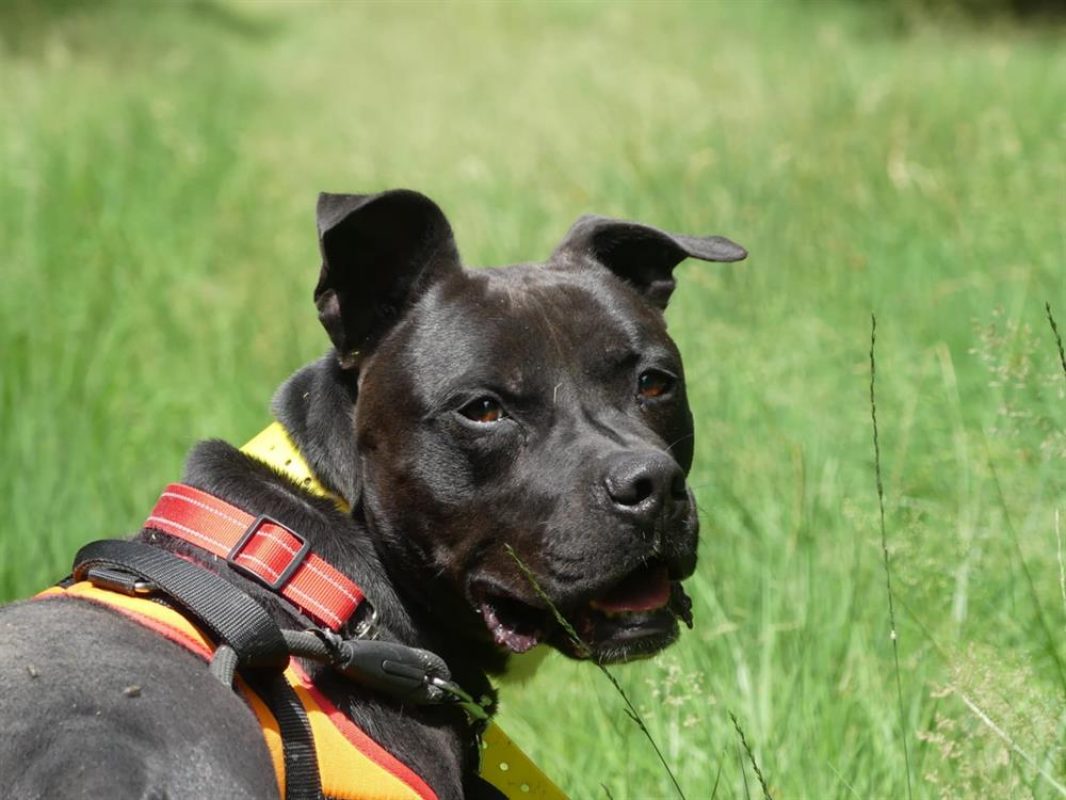 Snoop - Chien à adopter - photo 6