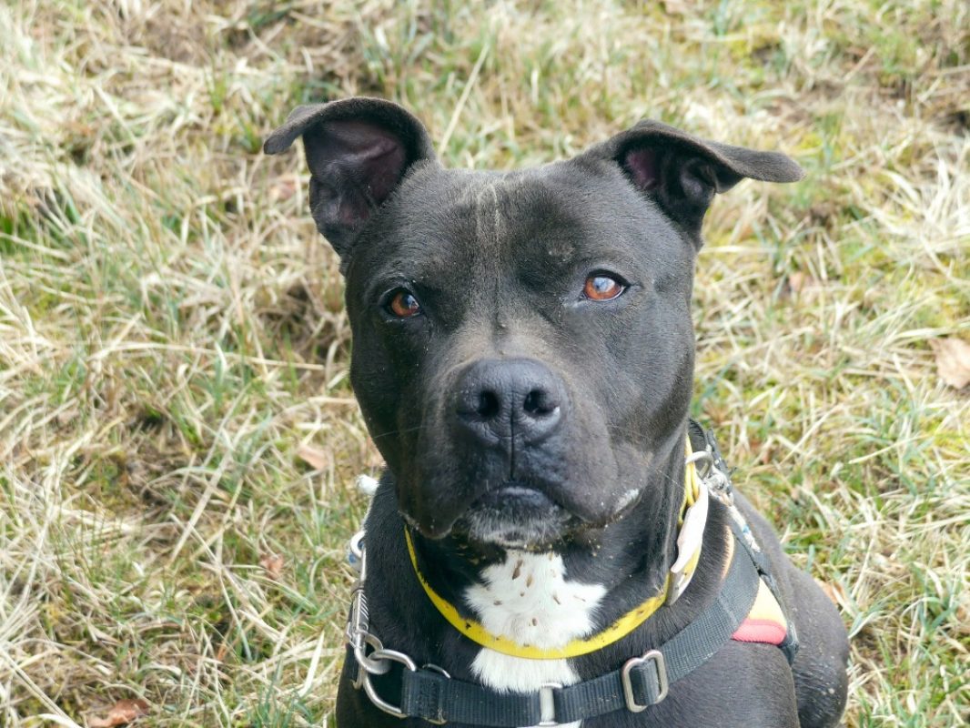 Snoop - Chien à adopter - photo 10