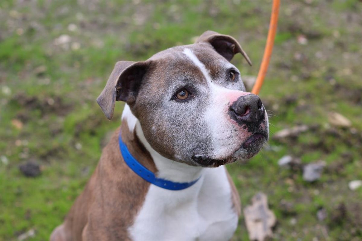 Alpha - Chien Bouledogue Américain à adopter
