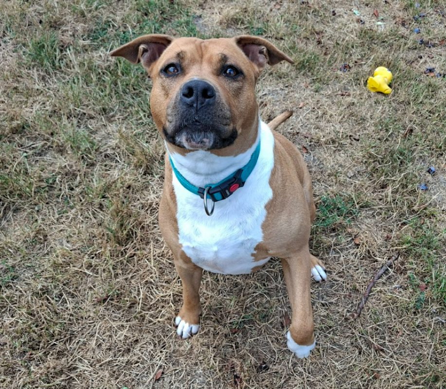 Kally - Chien à adopter