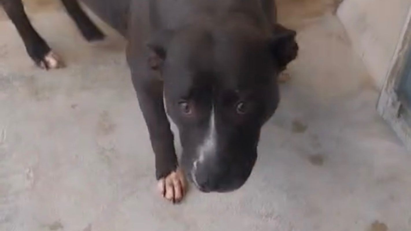 Layka - Chien à adopter