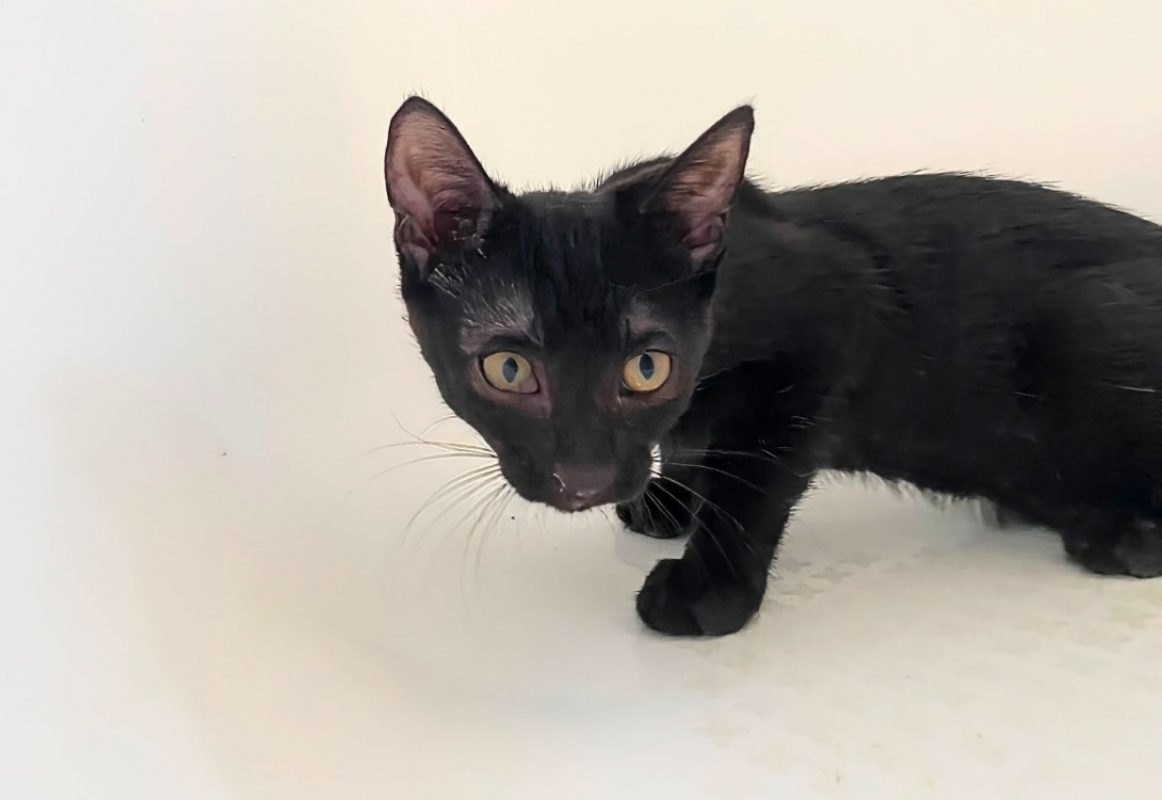 Poulpe - Chat Européen à adopter