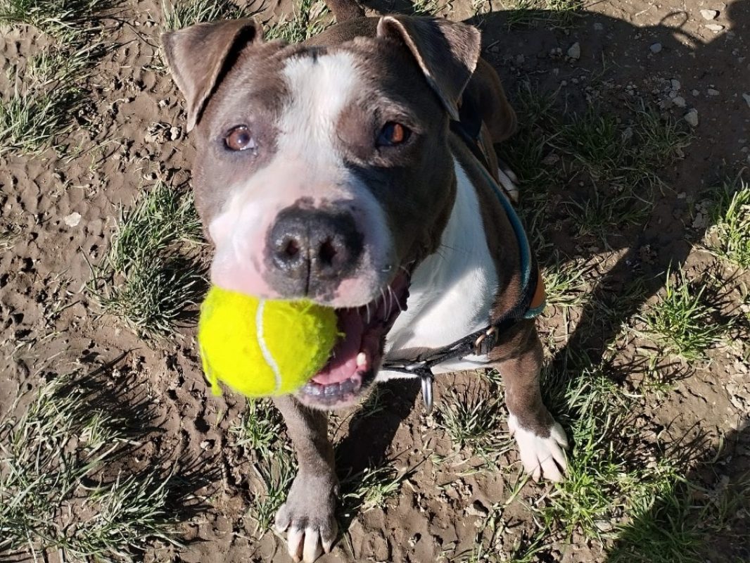 Kira - Chien à adopter