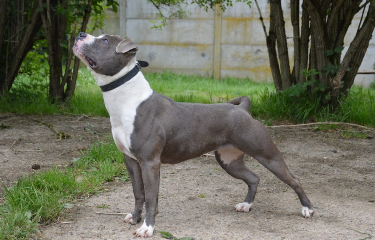 Kira - Chien à adopter - photo 5