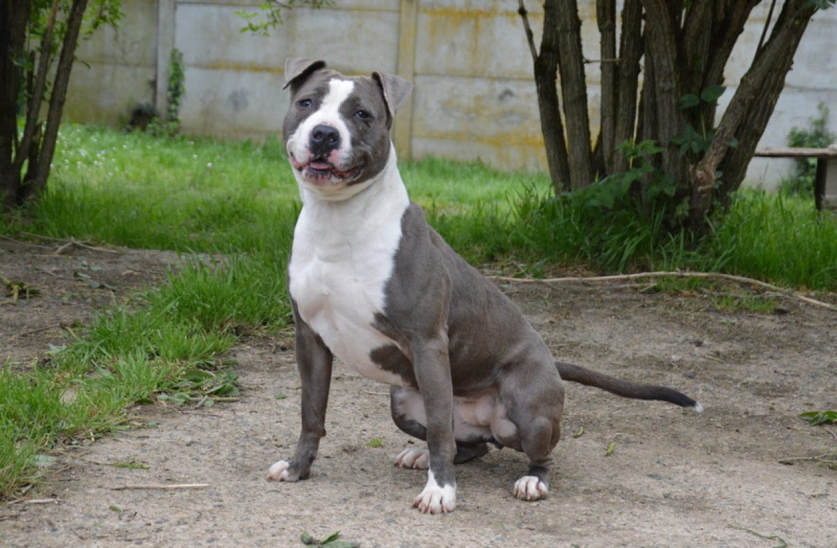 Kira - Chien à adopter - photo 6