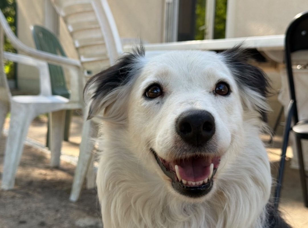 Tralala - Chien Border Collie à adopter