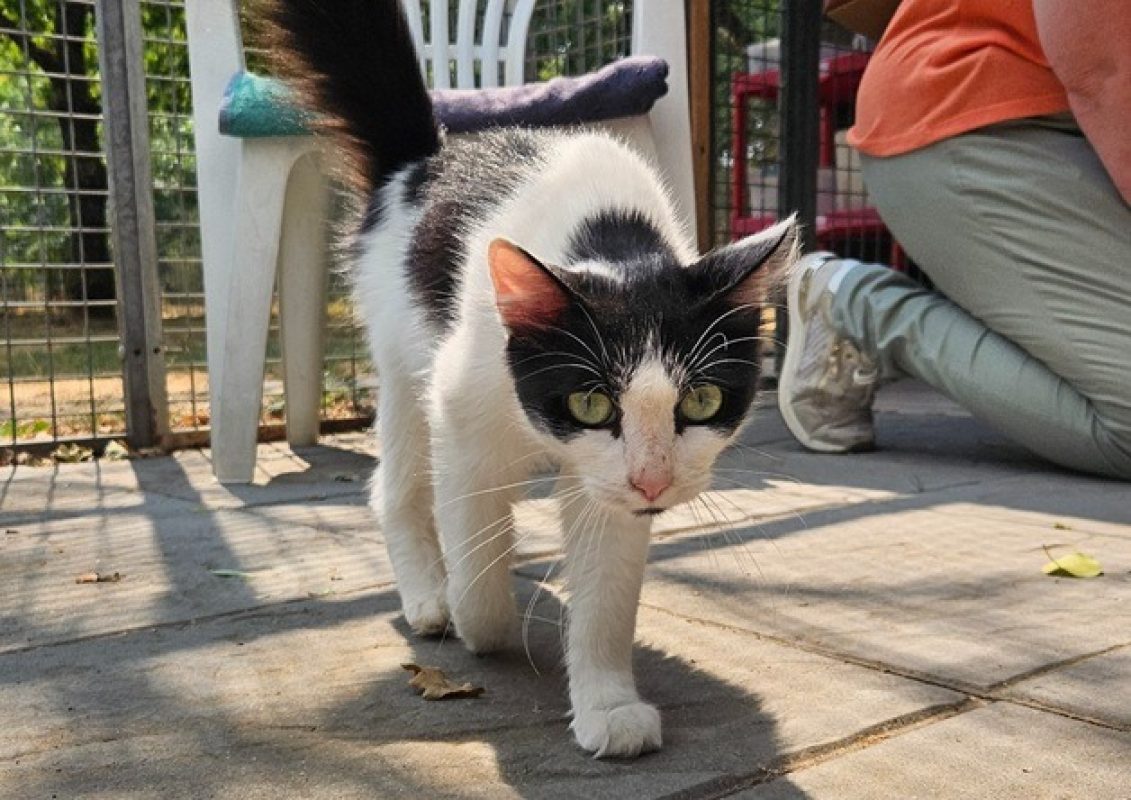 Milka - Chat Européen à adopter