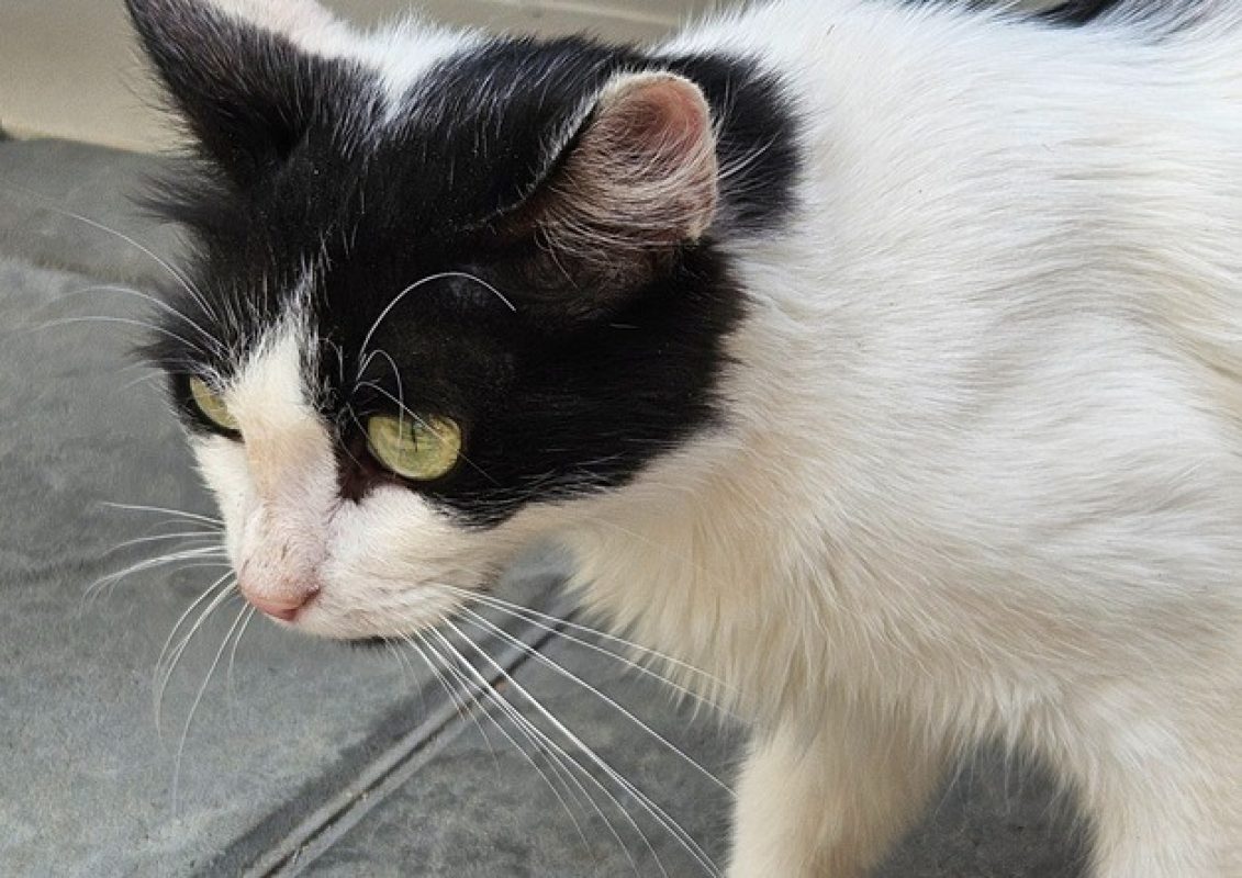Milka - Chat Européen à adopter - photo 2