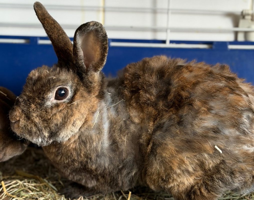 Elvis - Rongeur Lapin à adopter