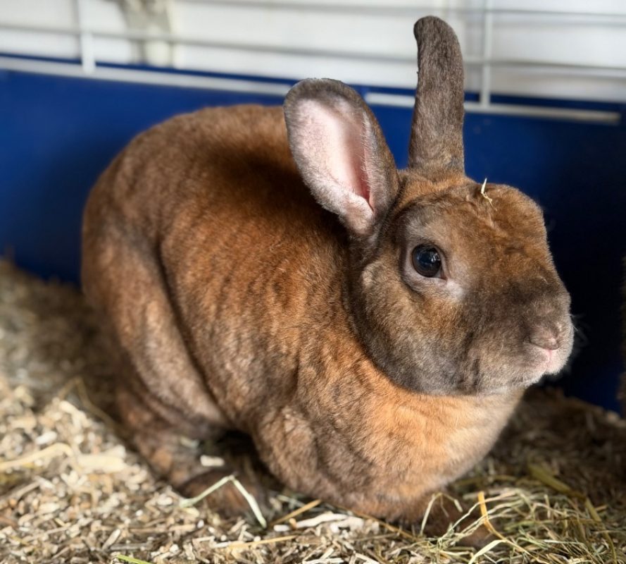 Prim's - Rongeur Lapin à adopter