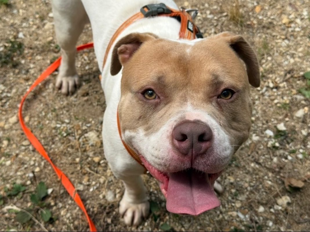 Rocky - Chien American Bully à adopter