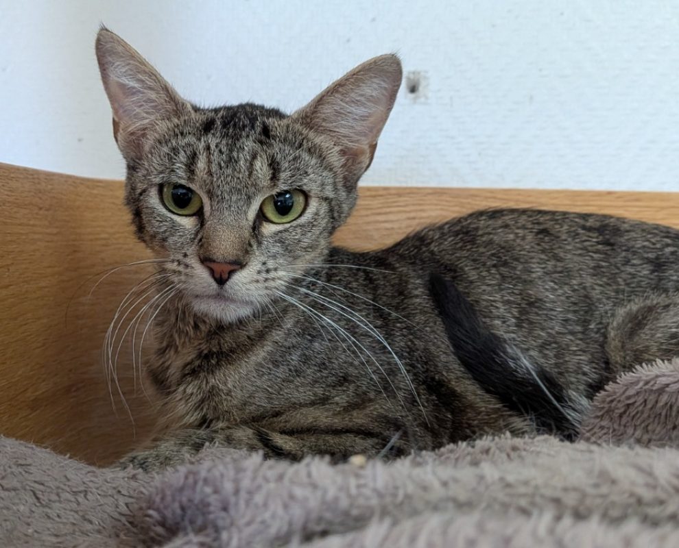 Duchesse - Chat Européen à adopter