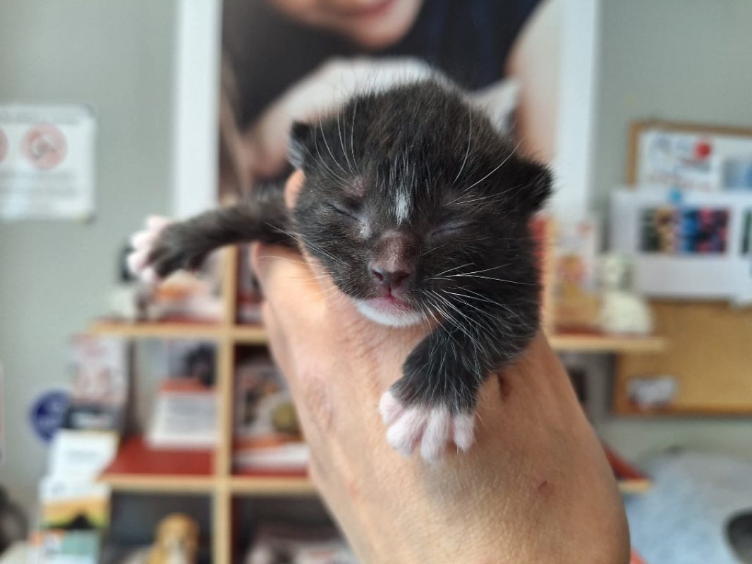 Olive - Chat Européen à adopter