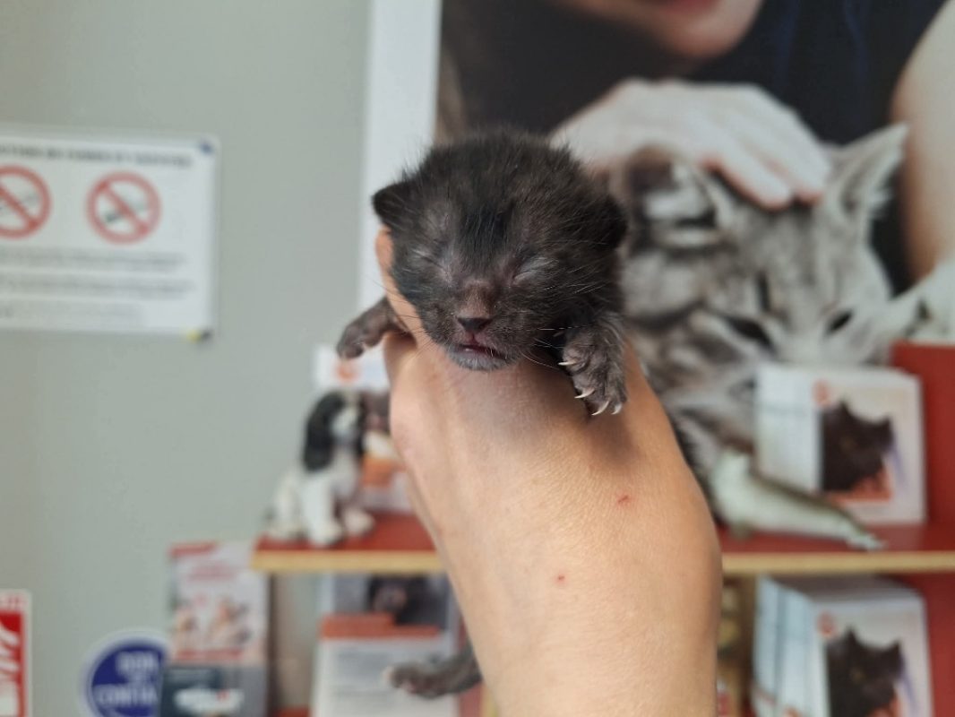 Salem - Chat Européen à adopter