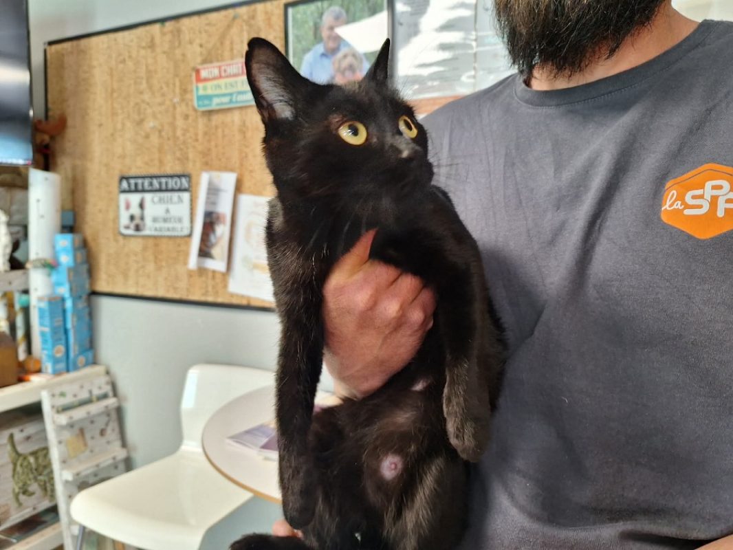 Poupoune - Chat Européen à adopter