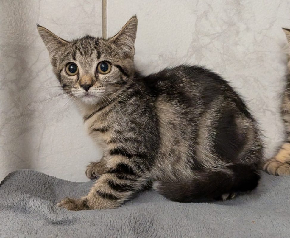 Matcha - Chat Européen à adopter
