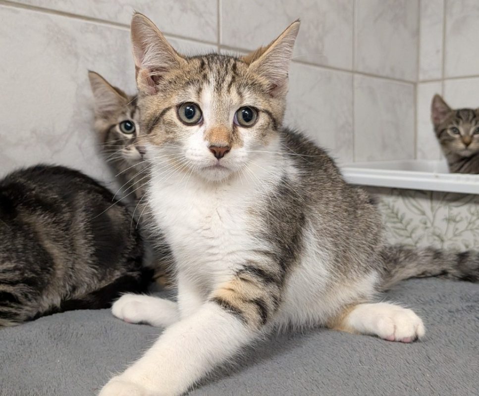 Kibou - Chat Européen à adopter