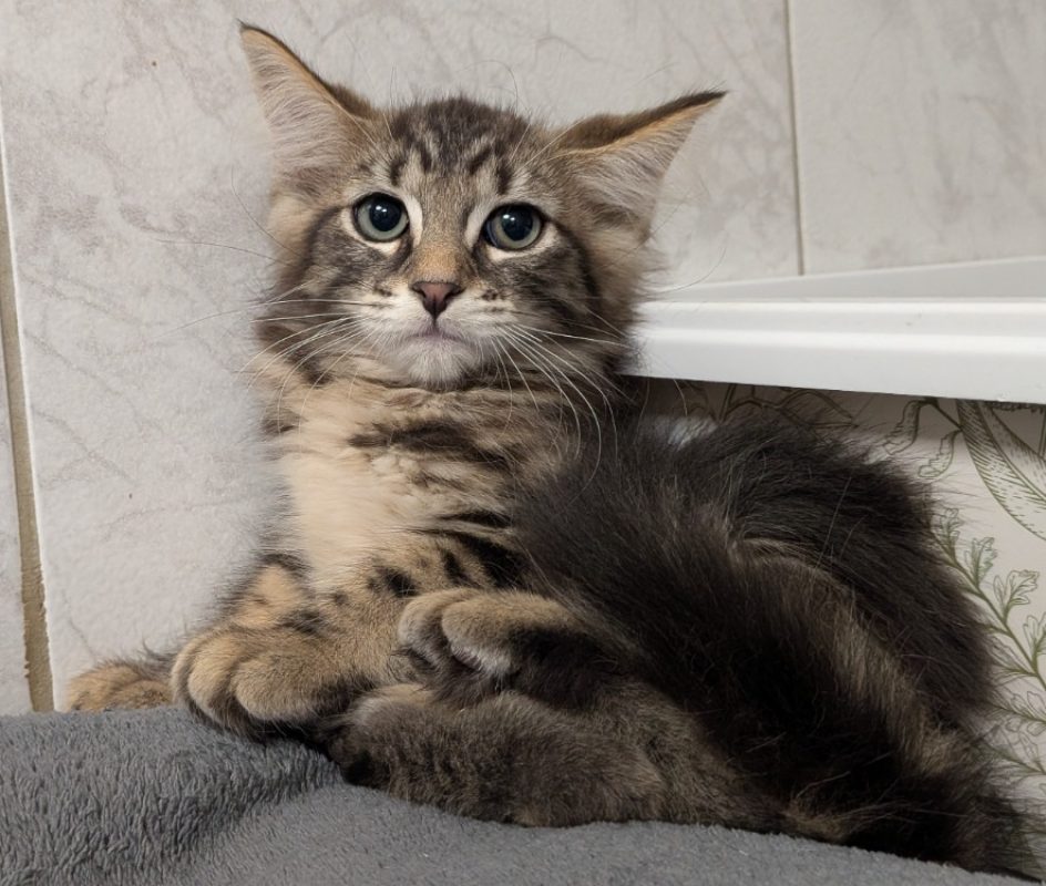 Loupiotte - Chat Européen à adopter