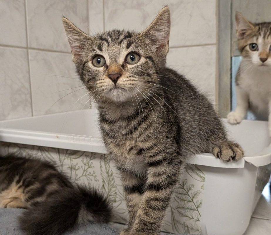 Mary - Chat Européen à adopter