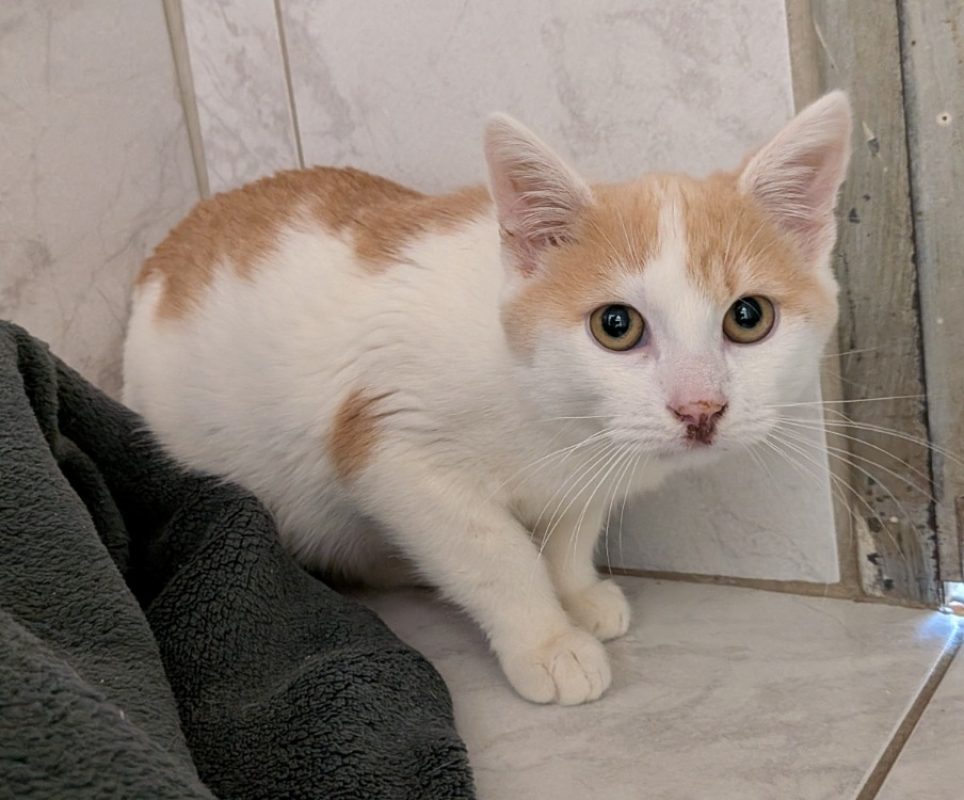 Roucky - Chat Européen à adopter
