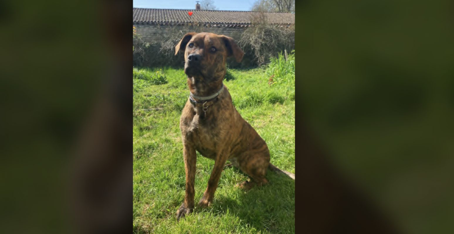 Vi - Chien à adopter