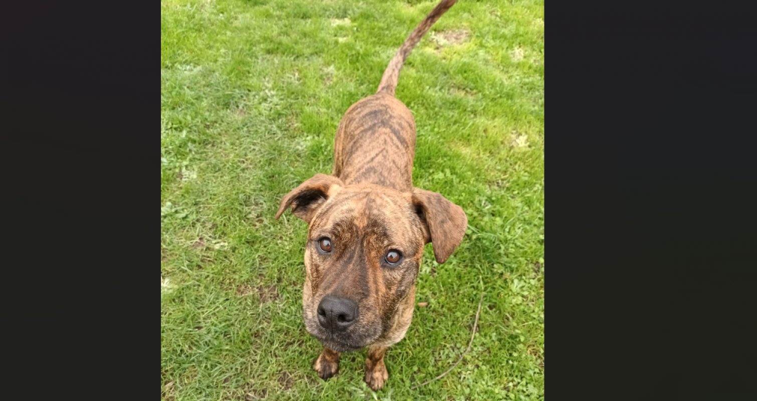 Vi - Chien à adopter - photo 2