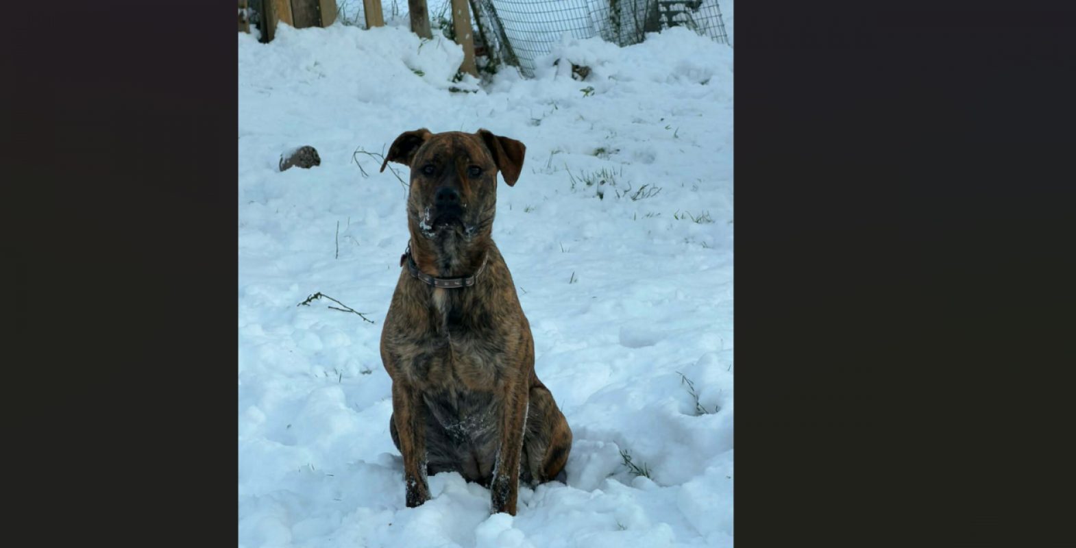 Vi - Chien à adopter - photo 4