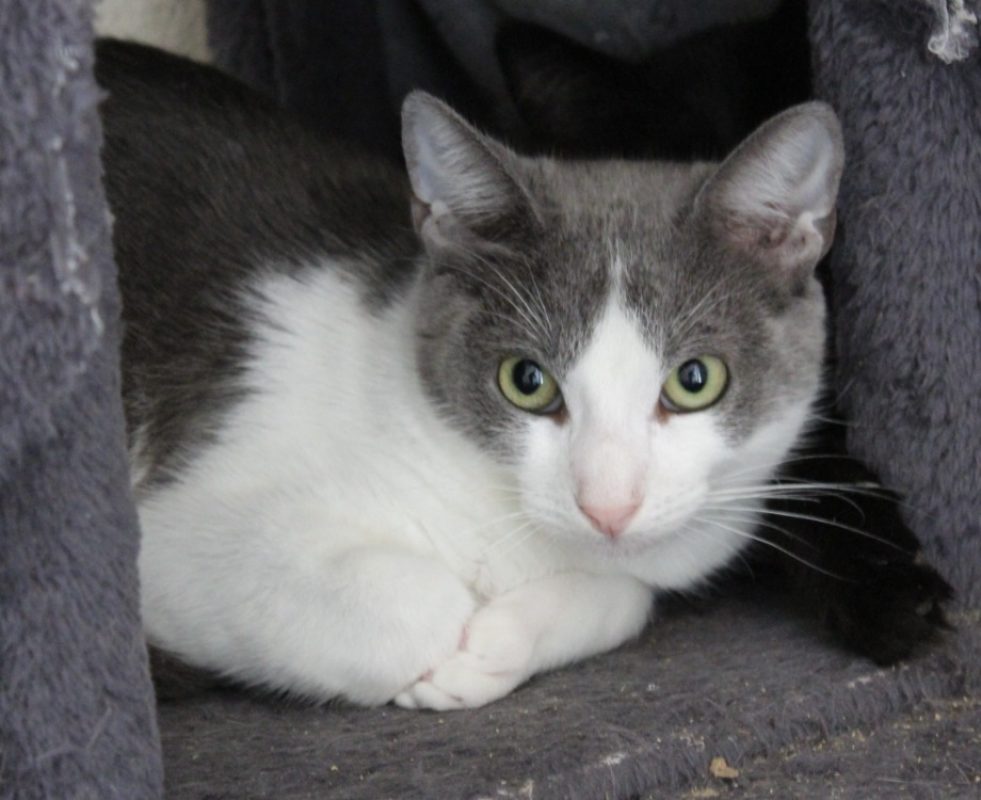 Cyrus - Chat Européen à adopter
