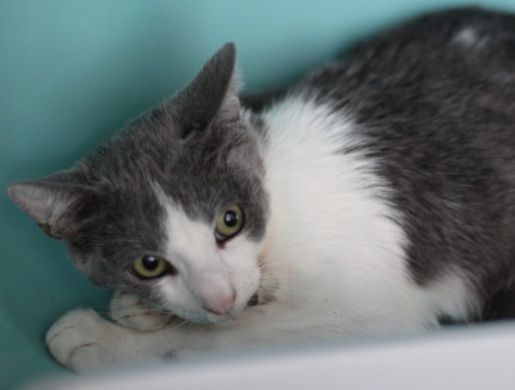 Mac - Chat Européen à adopter