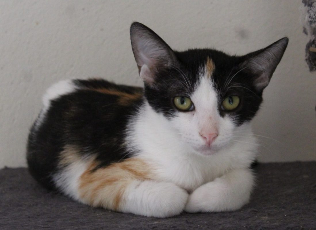 Abigaelle - Chat Européen à adopter