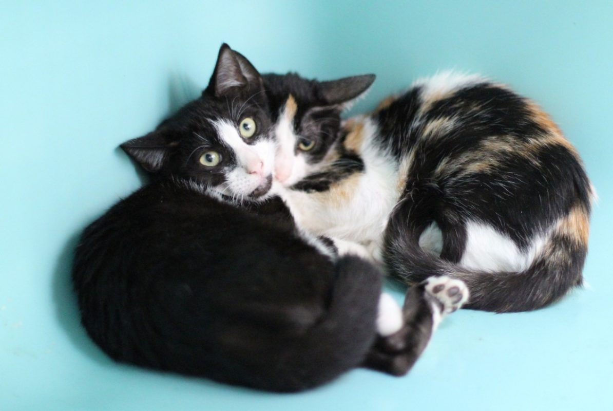 Mac - Chat Européen à adopter
