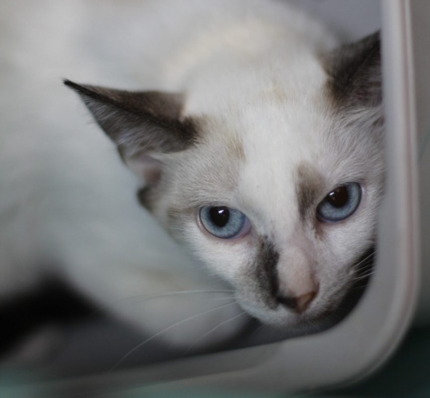 Mac - Chat Européen à adopter
