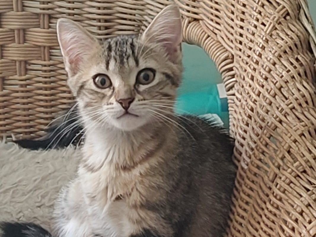 Hyacinthe - Chat Européen à adopter - photo 2