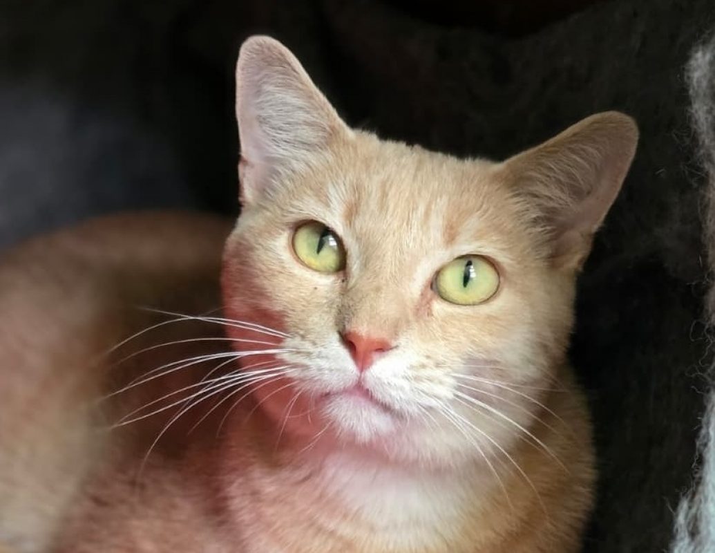 Lumiere - Chat Européen à adopter