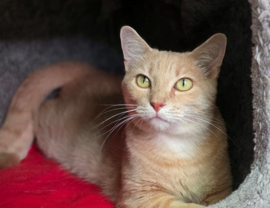 Lumiere - Chat Européen à adopter - photo 2