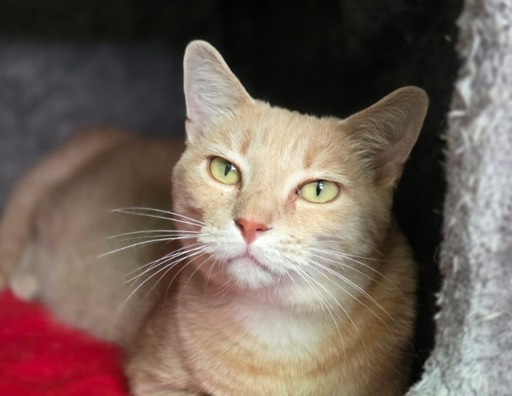 Lumiere - Chat Européen à adopter - photo 3