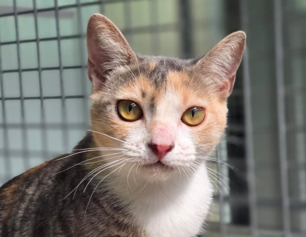 Ambre - Chat Européen à adopter