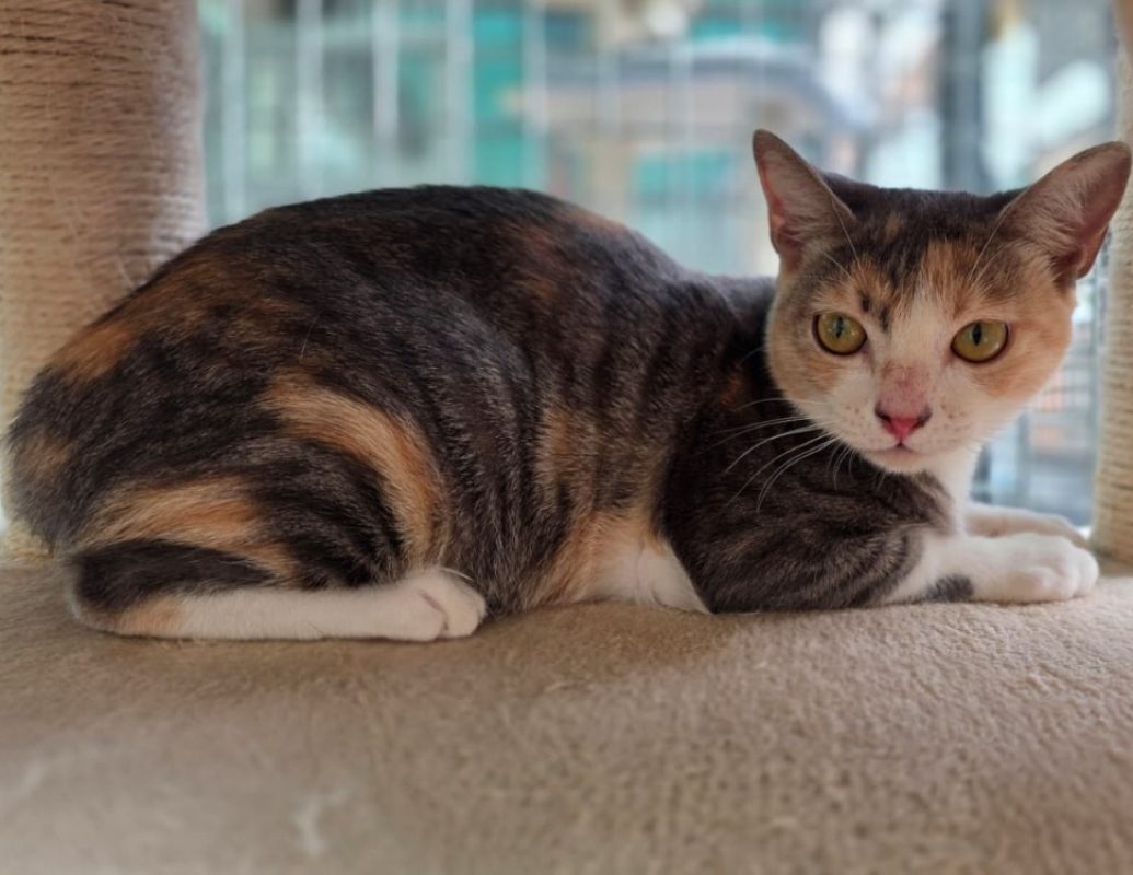 Ambre - Chat Européen à adopter - photo 2