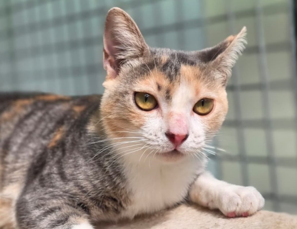 Ambre - Chat Européen à adopter - photo 3