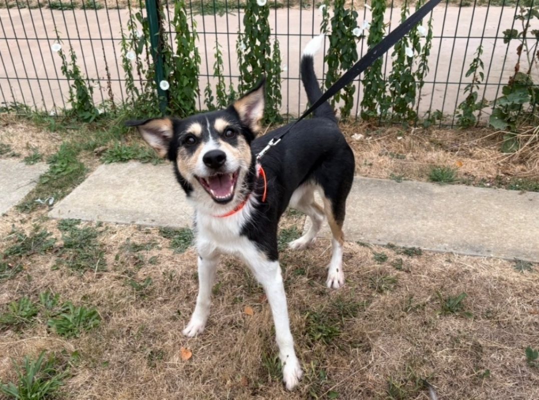 Dick - Chien à adopter