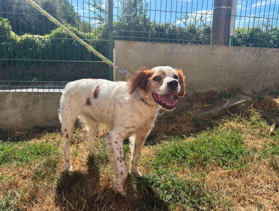 Moustique - Chien Epagneul Breton à adopter - photo 2