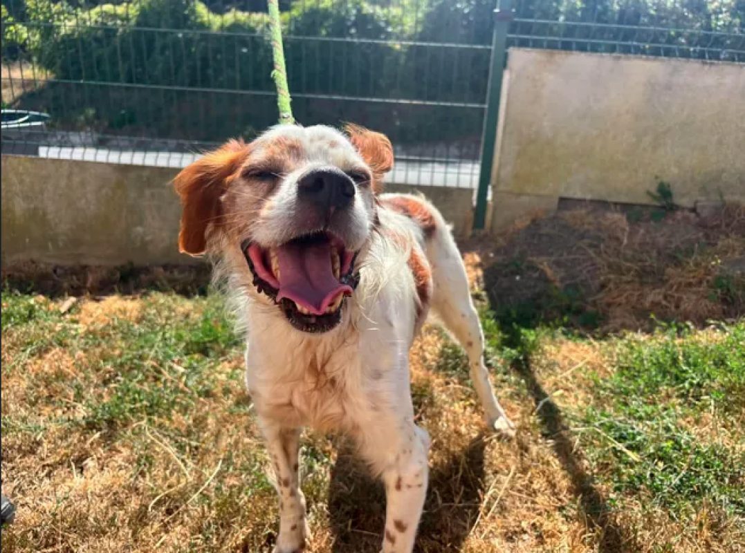 Moustique - Chien Epagneul Breton à adopter - photo 3