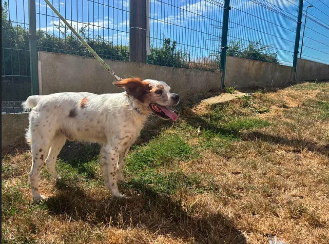 Moustique - Chien Epagneul Breton à adopter - photo 4